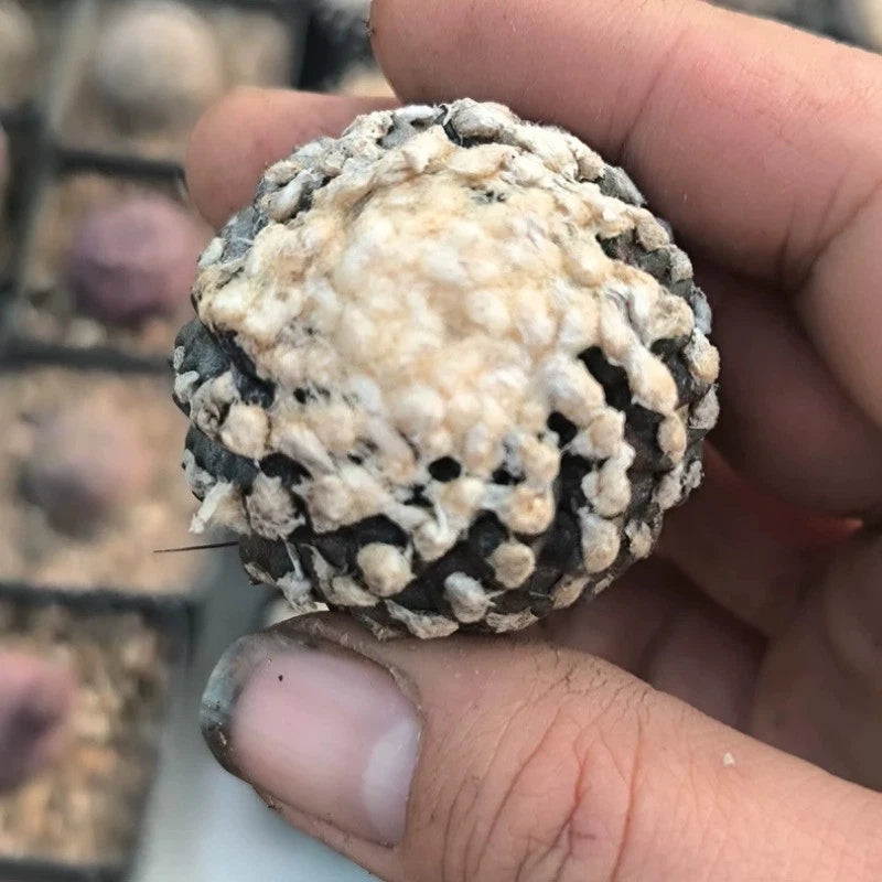 3-4CM Succulent Cactus Plant Copiapoa Humilis Tenuissina Cactaceae Home Garden Garden Plants