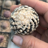 3-4CM Succulent Cactus Plant Copiapoa Humilis Tenuissina Cactaceae Home Garden Garden Plants