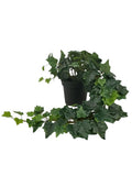 New IKEA FEJKA Artificial Potted Plant Hanging Ivy 15 cm (6 ") 806.008.52 Green Plant