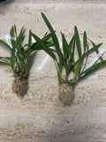 Orchid live Species Encyclia marxiana - bare root Orchids