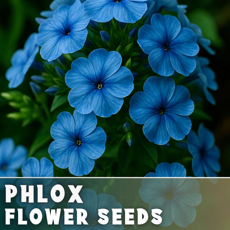 Phlox Seeds - 125 Seeds - Steel Blue - Garden Bloom Annual Flower Seeds Garden Plants