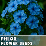 Phlox Seeds - 125 Seeds - Steel Blue - Garden Bloom Annual Flower Seeds Garden Plants