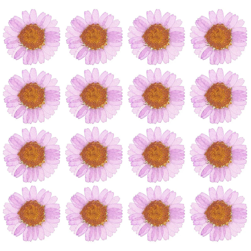 48 Pcs Dried Pressed Flower Natural Dried Daisy Flower,Lavender Purple Daisies