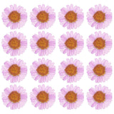 48 Pcs Dried Pressed Flower Natural Dried Daisy Flower,Lavender Purple Daisies
