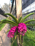 Rhynchostylis Gigantea ÔLight RedÕ Orchid| Rare CollectorÕs Plant Dried Flower