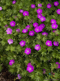 25+ Max Frei (Bloody Cranesbill) Geranium Seeds for Garden - FREE SHIPPING! Garden Plants