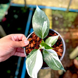 Philodendron White Wizard Marble Variegated Ornamental Plant Green Plant