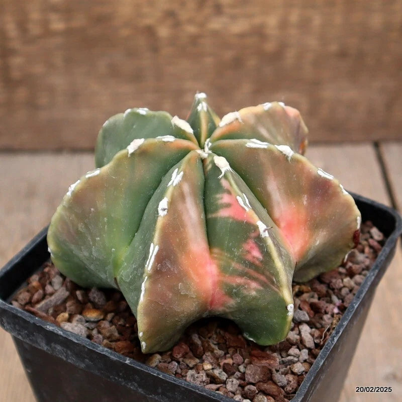 Variegated Astrophytum myriostigma cactus plant in square pot, green with pink-red markings