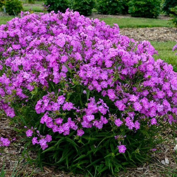 100+ Opening Act Romance Phlox Seeds for Garden Planting - USA - FREE SHIPPING! Garden Plants