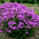 100+ Opening Act Romance Phlox Seeds for Garden Planting - USA - FREE SHIPPING! Garden Plants