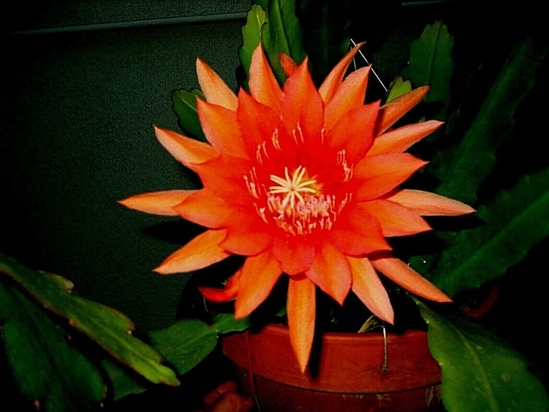 Flamingo orchid cactus with bright orange bloom and green paddle-like stems