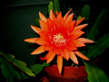 EPIPHYLLUM ORCHID CACTUS   FLAMINGO Orchids