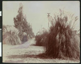 Pampas grass along the intersection of two dirt paths California Old Photo Pampas Grass
