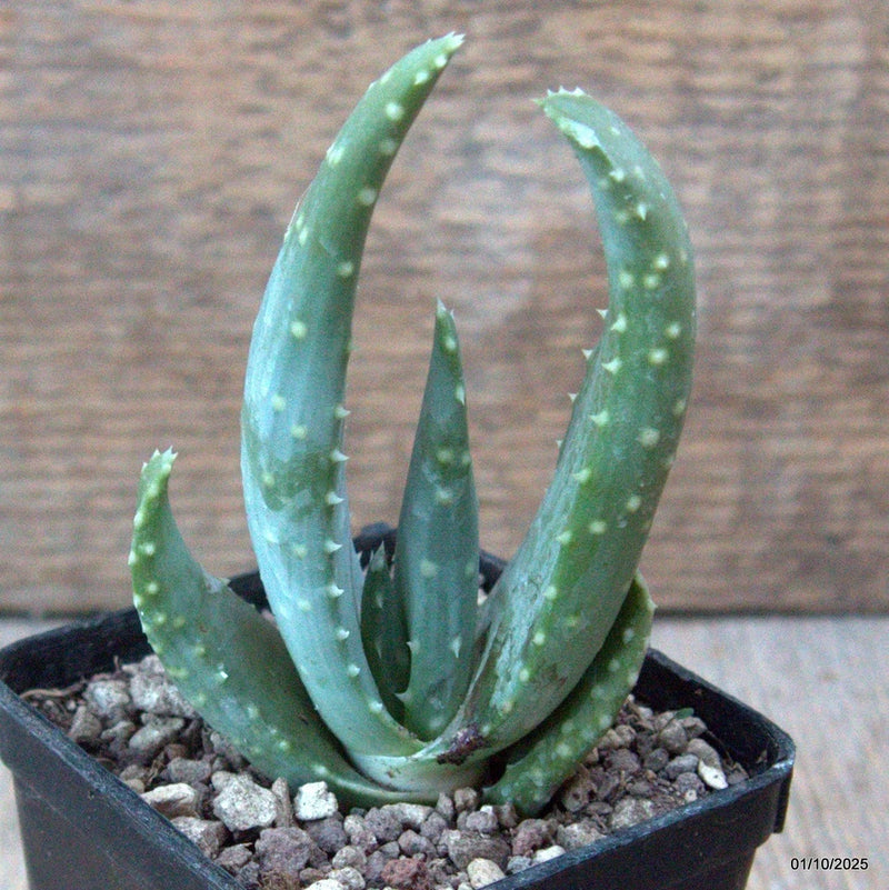 D6567 ALOE SP. pot7-H10-W7 cm MaMa Cactus Green Plant