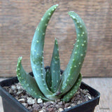 D6567 ALOE SP. pot7-H10-W7 cm MaMa Cactus Green Plant