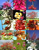 ERYTHRINA MIX, rare flower amazon CORAL TREE tropical plant shrub SEED 10 seeds Flowering Plants