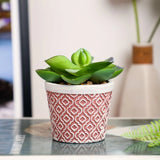 Satyam Kraft Echeveria Elegans Artificial Plant With Ceramic Pot Green Plant
