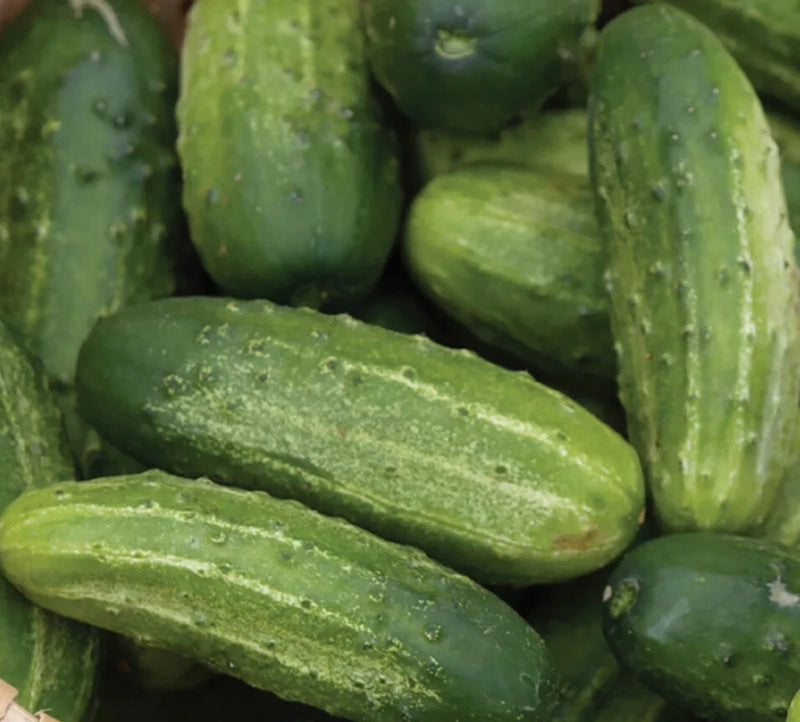 WISCONSIN SMR 58 CUCUMBER SEEDS 50+ PICKLING  vegetable GARDEN FREE SHIPPING Garden Plants