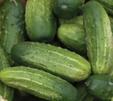 WISCONSIN SMR 58 CUCUMBER SEEDS 50+ PICKLING  vegetable GARDEN FREE SHIPPING Garden Plants