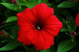 30+ PETUNIA CELEBRITY RED FLOWER SEEDS / ANNUAL Flowering Plants