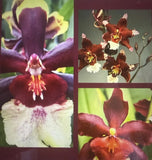 ORCHID PLANTS Onc 3 bulb  bare root no pot Orchids