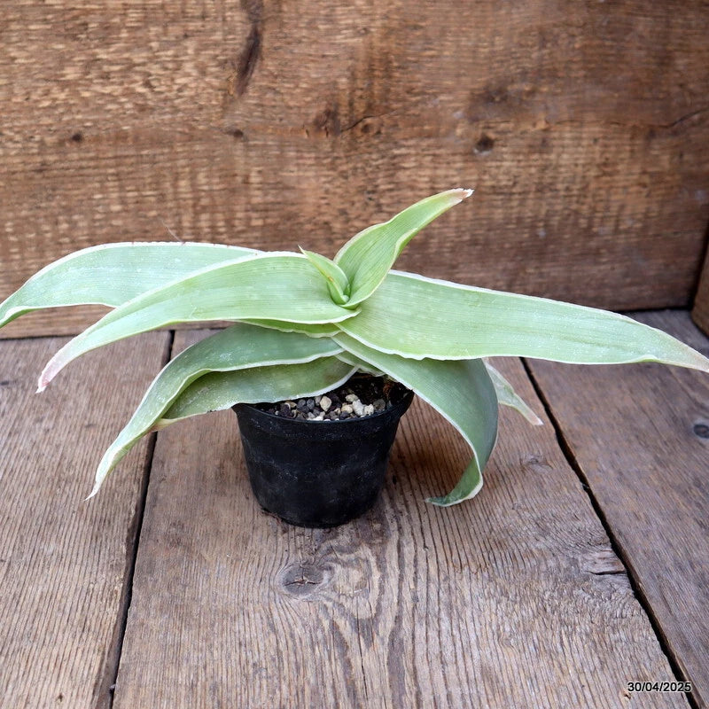 Aloe Striata succulent plant in a small black pot, green striped leaves