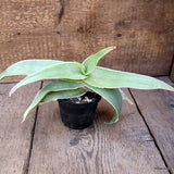 A9849 ALOE STRIATA pot10-H13-W30 cm MaMa Cactus Green Plant