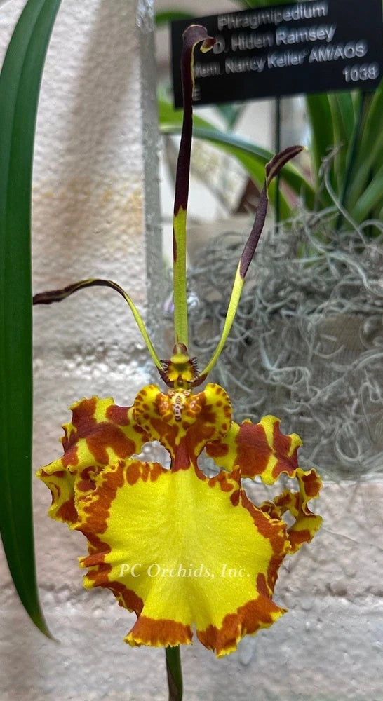 Yellow and burgundy ruffled orchid bloom with long curved stems