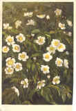 Ranunculus Aconitifolius Bachelors Buttons Flowers 1935 Art Postcard Ranunculus