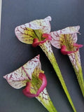 23"  ARTIFICIAL Pitcher Plant Stems real touch three stems Green Plant