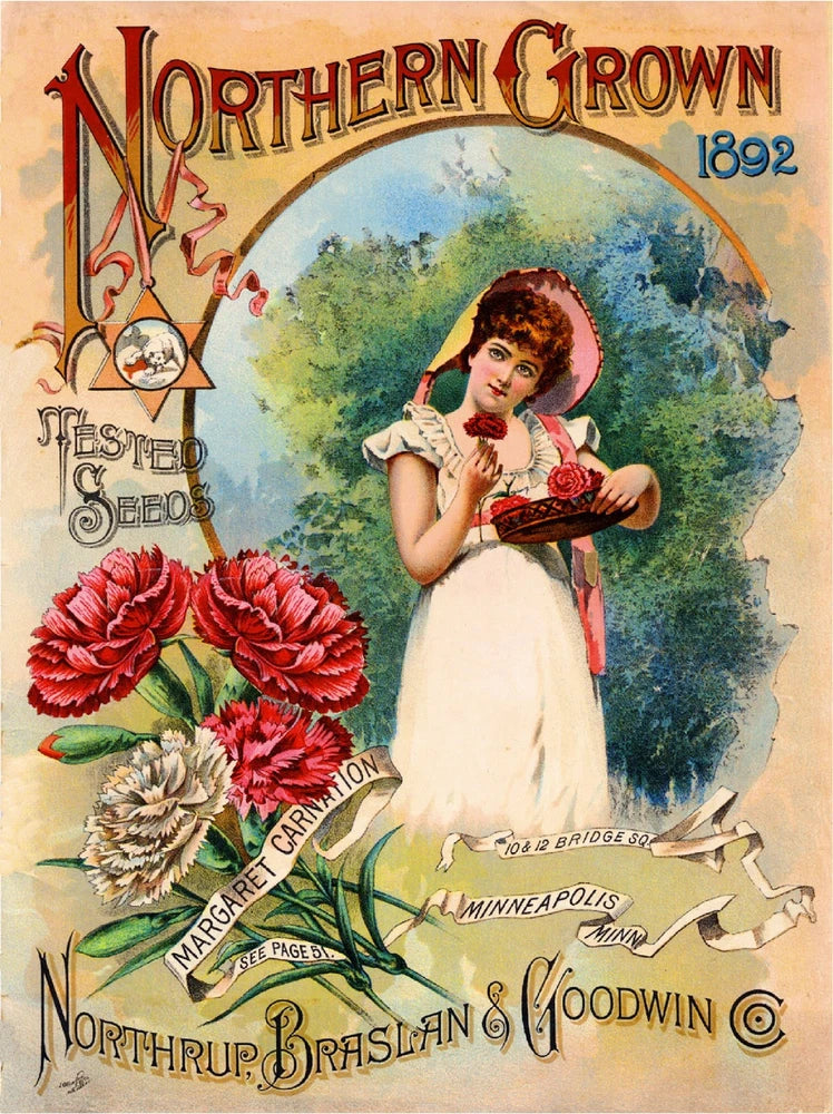 1892 Pink Carnations Vintage Flowers Seed Packet Catalogue Advertisement Poster Carnation