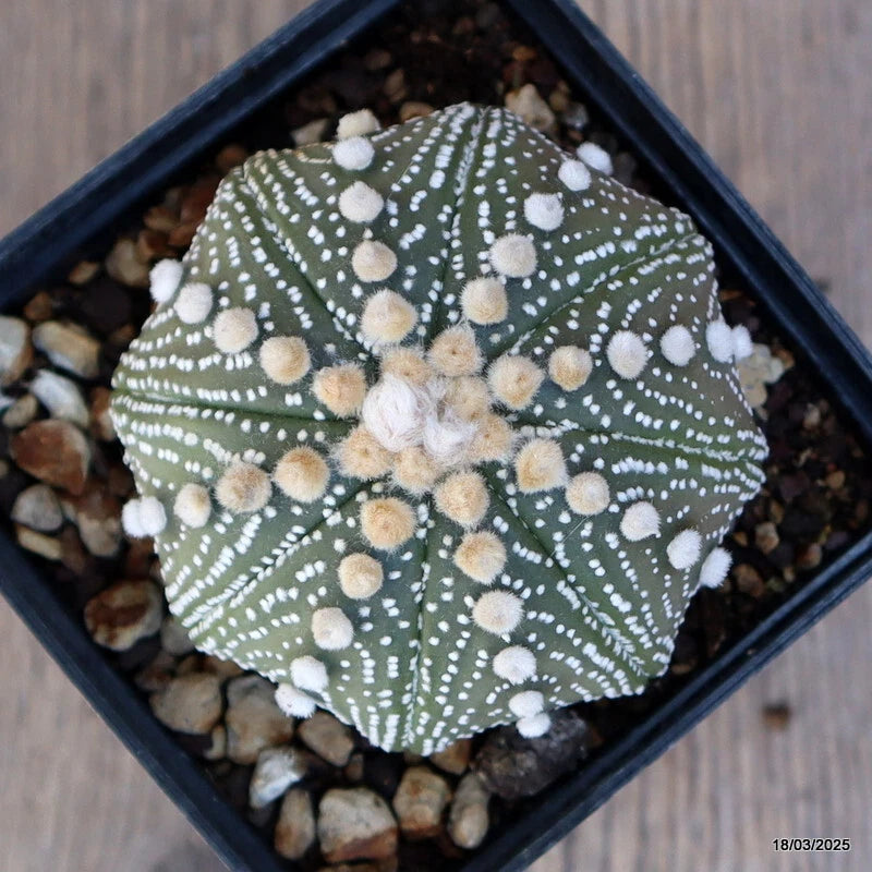 Green Astrophytum cactus in square pot, light dots and fuzzy white growth