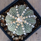 A4492 ASTROPHYTUM SUPER KABUTO pot9-H6-W7 cm MaMa Cactus Green Plant