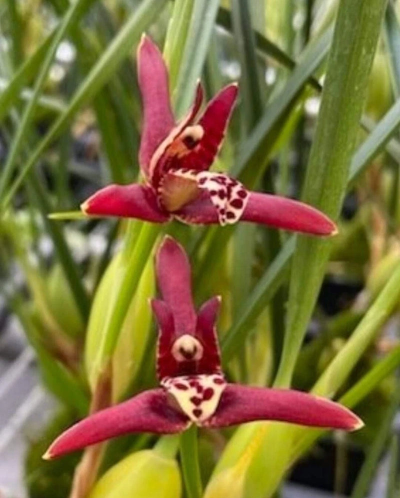Maxillaria tenuifolia. The Coconut Orchid. Large Blooming Size Orchid Species Orchids