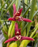 Maxillaria tenuifolia. The Coconut Orchid. Large Blooming Size Orchid Species Orchids