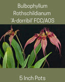 Bulbophyllum rothschildianum 'A-dorribil' FCC/AOS, 5 Inch Pots, Blooming size Orchids
