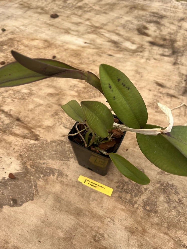 Potted orchid plant in black pot with broad green leaves