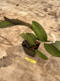 Potted orchid plant in black pot with broad green leaves