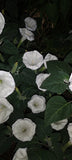 MOONFLOWER ANGEL TRUMPET 100 SEEDS~HUGE BLOOMS~EASY TO GROW __ FREE SHIPPING Flowering Plants