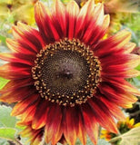 INDIAN BLANKET SUNFLOWER SEEDS 30+ annual FLOWER garden BEES birds FREE SHIPPING Garden Plants