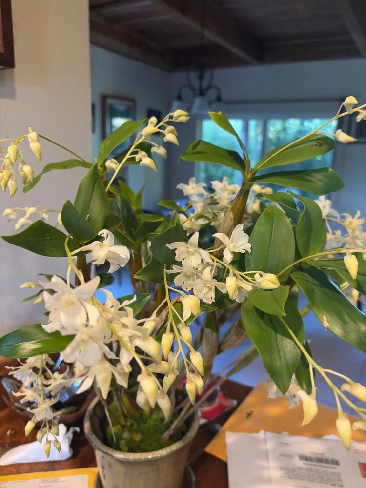 Dendrobium mini snowflake orchid in pot, cream and yellow blooms with green leaves