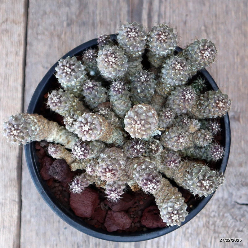 D3668 COPIAPOA TENUISSIMA pot16-H10-W18 cm MaMa Cactus Green Plant