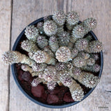 D3668 COPIAPOA TENUISSIMA pot16-H10-W18 cm MaMa Cactus Green Plant