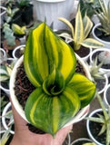 Sansevieria Green Mould Striata Variegated Rare Uniqe Snake Plant Green Plant