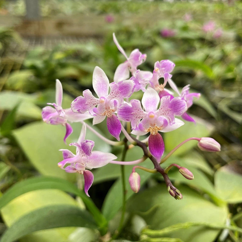 Fragrant orchid spike with pink and purple butterfly-shaped blooms