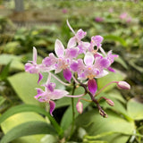 Original Phal Phalaenopsis species equestris '3 lips'-STEM-FRAGRANT Orchids