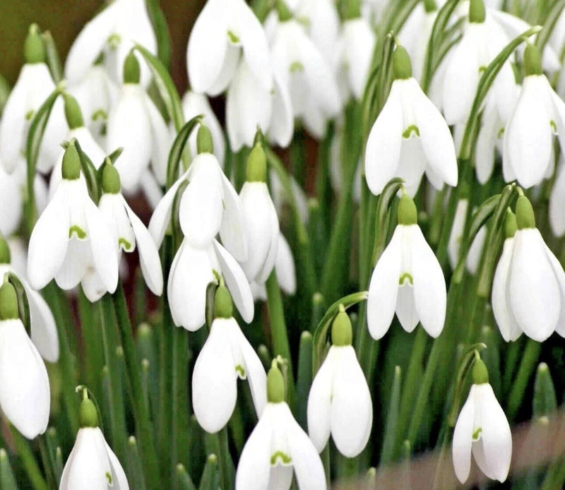 10 White SNOWDROP Live Plant Bulbs Deer Proof Flowers Perennial Cottage Garden Garden Plants