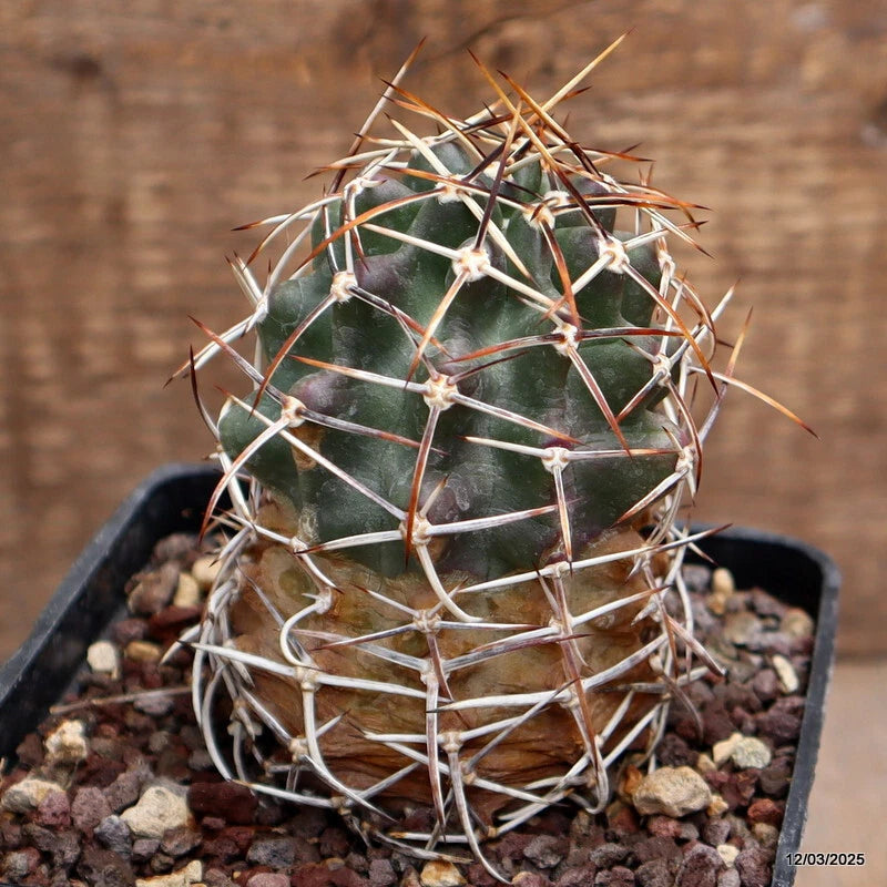 D407 ECHINOCEREUS FENDLERI pot10-H11-W6 cm MaMa Cactus Green Plant