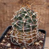 D407 ECHINOCEREUS FENDLERI pot10-H11-W6 cm MaMa Cactus Green Plant