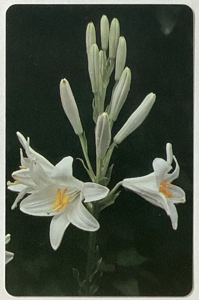 Lily Flower Vintage Single Swap Playing Card Lily